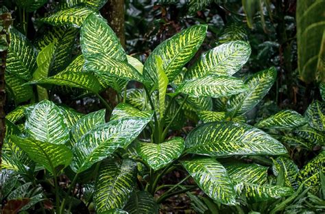 辦公室適合放什麼植物|辦公室好運植物推薦5款，好養又吸睛 